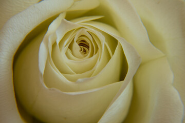 Background picture, rose close-up, soft pastel colors.