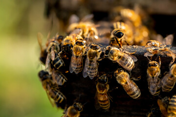 Close up of bees on hive honeycomb. bees gather on beehive. selective focus.