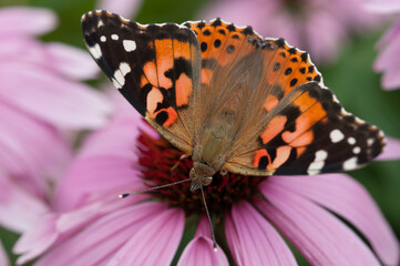 upperside view of a Vanessa cardui or the painted lady butterfly on a pink coneflower
