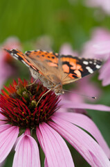 Vanessa cardui or the painted lady (upperside)