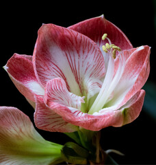 close up of pink hippeastrum flower