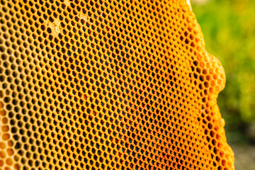 Honeycomb with honey as very nice natural background. Bee hive background texture and pattern. selective focus.