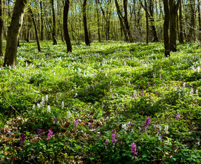 spring in the forest, corydalis cava
