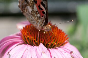Vanessa cardui or the painted lady close up