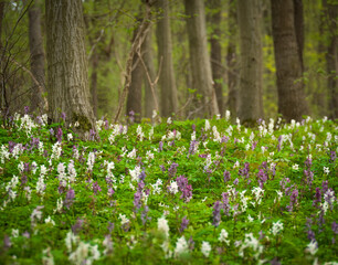 spring flowers in the forest, corydalis cava