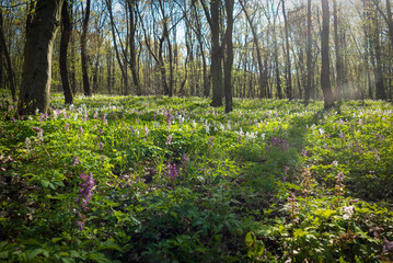 spring in the woods, corydalis cava