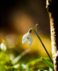 snowdrop flower in spring
