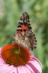Vanessa cardui or the painted lady on an echinacea blossom (underside, profile)