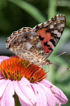 close up of a Vanessa cardui or the painted lady butterfly on an echinacea blossom