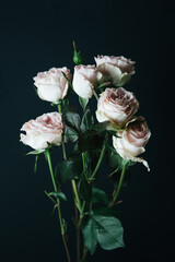wilted pink roses on dark background 