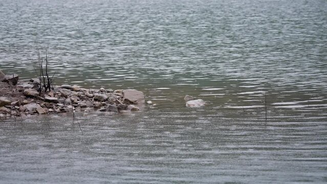 Small drops of rain falling onto the water surface of the lake. Slow motion. 