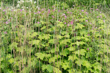 Rubus odoratus or purple flower raspberry in bloom