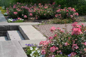 pink flowers in a garden (with path and steps)