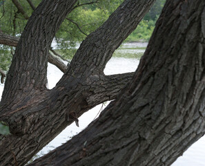 Obraz premium trees growing along the edge of a river