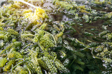 Bryopsida green algae or Caulerpa lentillifera. (sea grapes or green caviar)