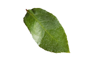 One green rose leaf on a white background, close-up, isolated by clipping