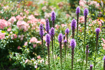 purple flowers are called apparently "gayfeathers" or blazing stars - latin name liatris (?) - and behind are out of focus pink roses