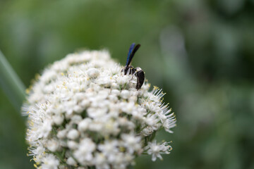 wasp on allium blossoms