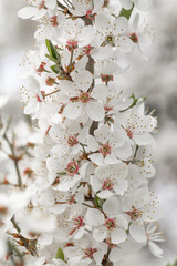 Drzewo owocowe kwitnące wiosną - obrazy, fototapety, plakaty