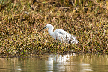 Close-up of a standing little egret eating a shrimp