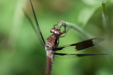 common whitetail or long-tailed skimmer (Plathemis lydia?)