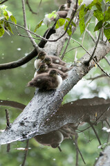 Aix sponsa ducklings (wood or Carolina ducks) resting on a branch over a pond