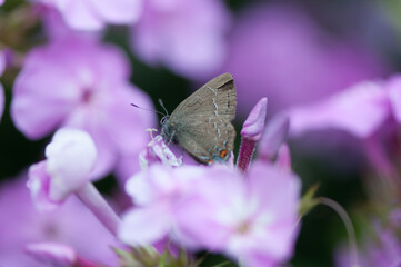 Satyrium calanus or branded hairstreak on pink phlox close up