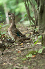 female wood duck on high alert on the edge of a pond with ducklings