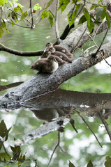 Aix sponsa ducklings (wood or Carolina ducks) resting on a branch over a pond