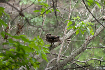 female wood duck on a partly submerged tree branch