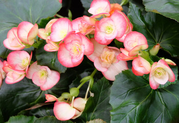 Houseplant begonia blooming with coral flowers, selective focus, horizontal orientation.