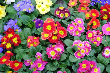 Multicolored primroses in a greenhouse, floral spring background, selective focus, horizontal orientation. - 500731847
