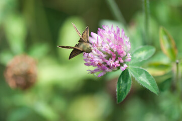 butterfly on a clover blossom