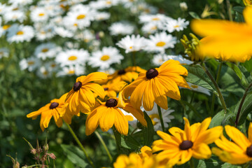yellow and white flowers in the sun (rudbeckia and daisies)