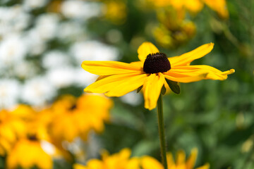 isolated yellow flower on a floral background