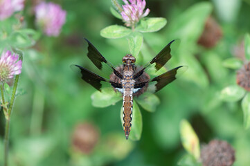 common whitetail or long-tailed skimmer (Plathemis lydia?)