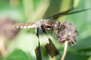 common whitetail or long-tailed skimmer (Plathemis lydia?) on a dried flower 