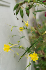 yellow flowers near a wall (Aquilegia or columbine)