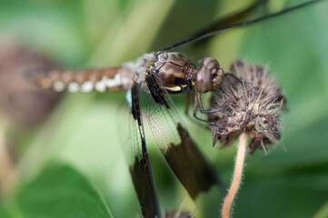 common whitetail or long-tailed skimmer (Plathemis lydia?) resting on a dried flower
