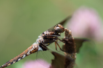 common whitetail or long-tailed skimmer (Plathemis lydia?) close up - profile view