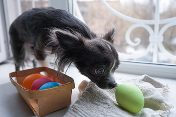 Chihuahua dog and easter eggs