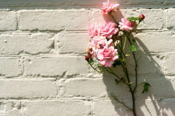 old, faded pink roses in the sunlight