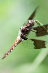 common whitetail or long-tailed skimmer (Plathemis lydia?) on a plant stem