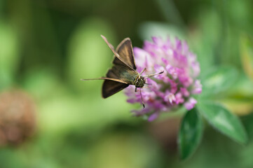 close up of a butterfly on a clover blossom 