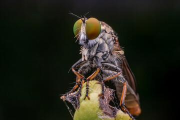 robber fly attacks pest on stick