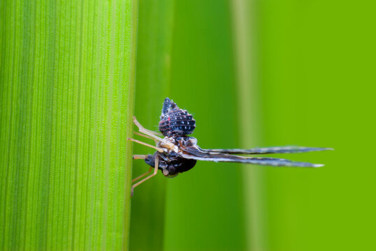 Long winged planthopper side view