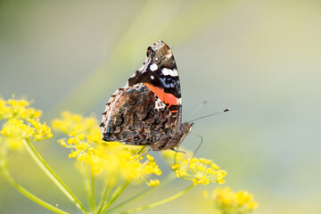 butterfly on a flower