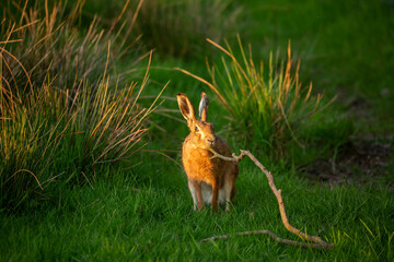 Hare Resting Chin