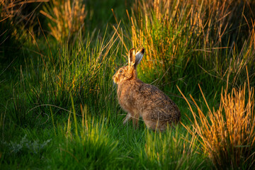 Hare Posing in Light 