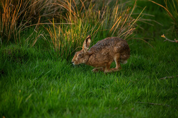 Hare in Shade